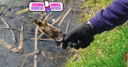 Wpadły do studzienki. To jeszcze pisklaki. Od razu ruszyli na pomoc
