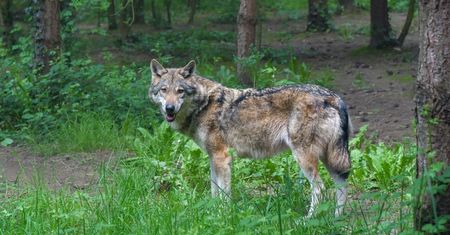 Wilki w polskim uzdrowisku. Władze pilnie apelują do kuracjuszy