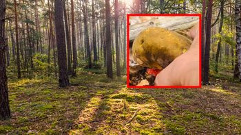 Znalazł go w lesie i chwycił za aparat. "Leśny cudak"