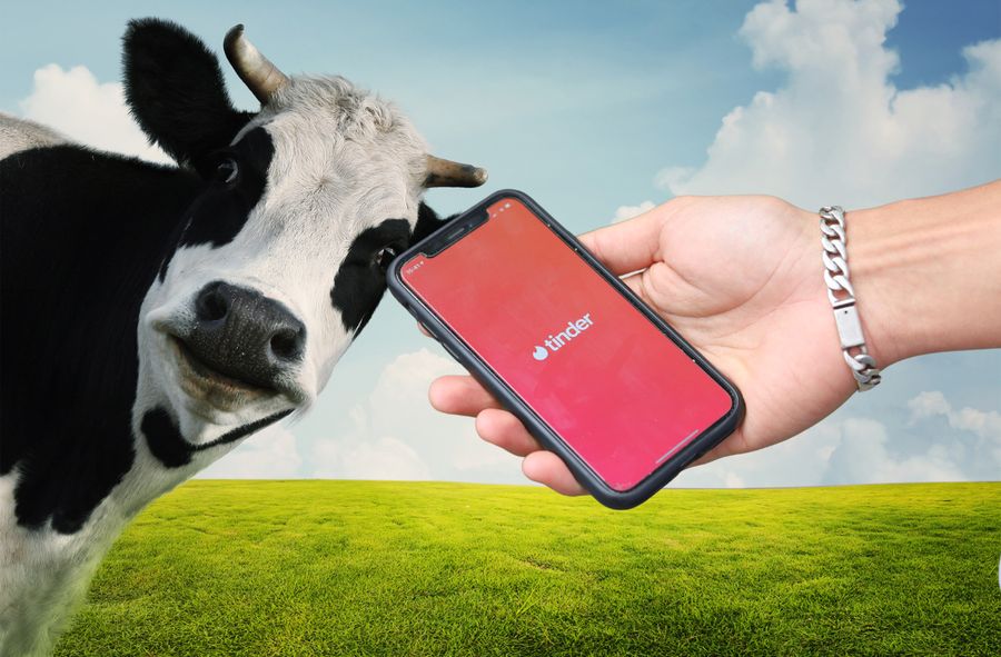 Tinder dla krów