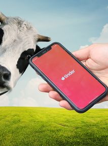 Farmer stworzył Tindera dla krów. Poprosił o pomoc ChatGPT