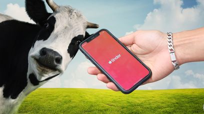 Farmer stworzył Tindera dla krów. Poprosił o pomoc ChatGPT