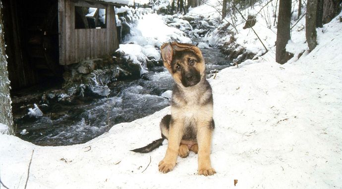 Komisarz Rex - Początek