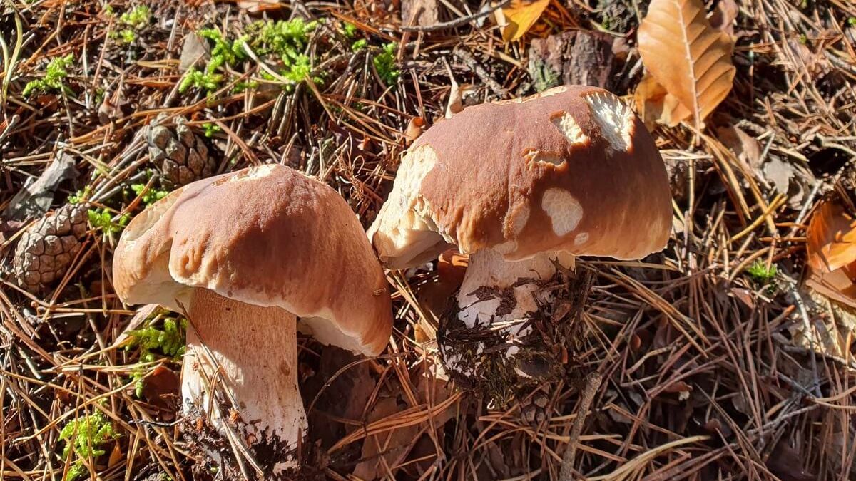 Dorodne borowiki lubelskie