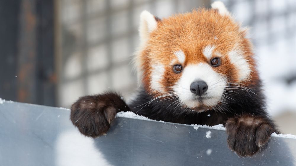 (fot. Shutterstock.com)