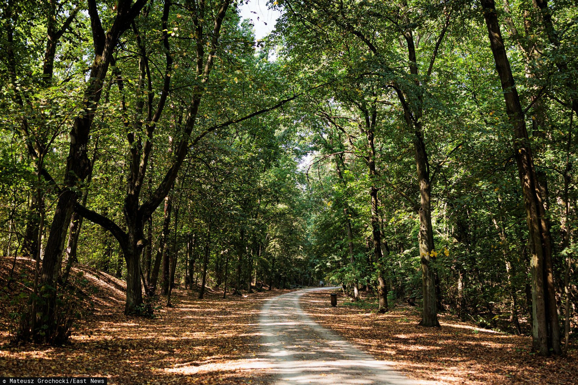 wiadomości,aktualności,WP Wiadomości KE grozi Polsce karami. Chodzi o wyrok TSUE ws. lasów