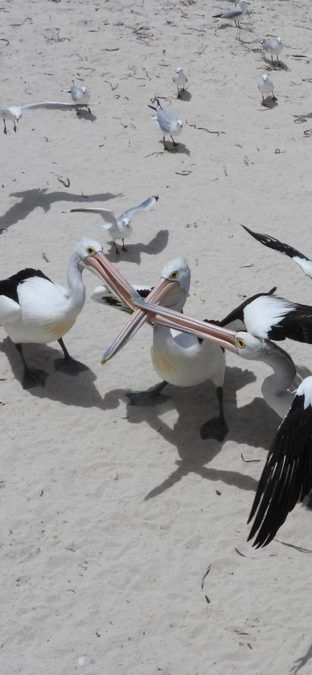 Crap bird photography/facebook