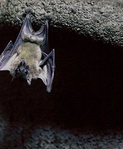 Znaleziono sposób na zwalczenie plagi komarów