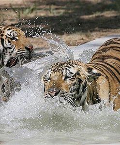 Bagdad otrzymał prezent od Amerykanów... tygrysy