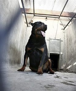 Poszczuł bratanka rottweilerem: Bandzior, zabij!