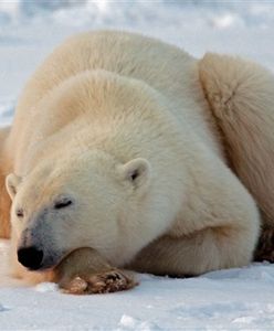 Te piękności coraz trudniej będzie spotkać