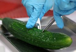 Panika rośnie - zakażone ogórki to poważny problem