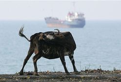 W krowach jest coś magnetycznego