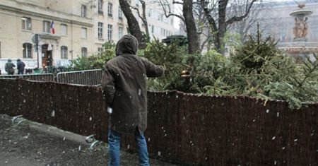 Złodziejom świątecznych drzewek mówimy stanowcze "nie!"