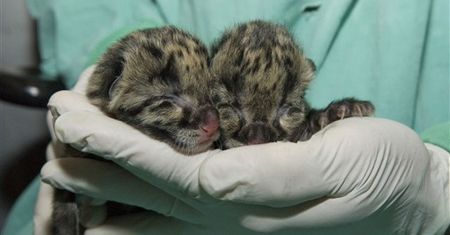 Dwa małe cuda w amerykańskim zoo