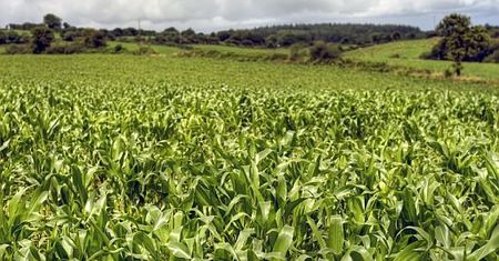 Polska oskarżona ws. GMO