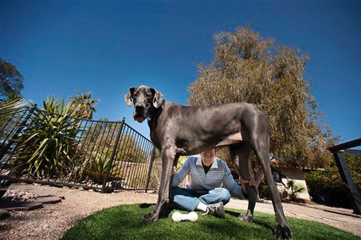 Oto najwyższy pies świata