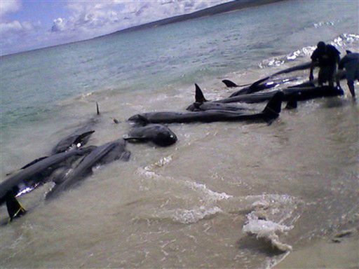 80 wielorybów utknęło na plaży, 67 z nich nie żyje