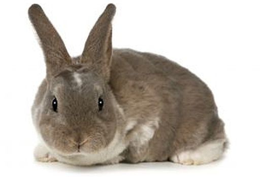 Szwecja w szoku: tysiące królików trafiają... na opał
