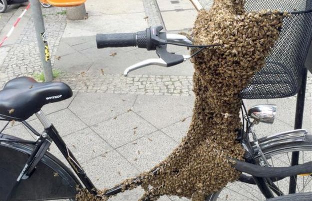 W środku Berlina pszczoły obsiadły rower i wywołały panikę. Taka ilość owadów wystraszyłaby każdego