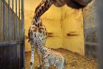 Nazwij żyrafę - konkurs wrocławskiego zoo
