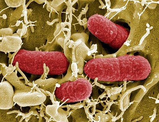 E.coli znowu atakuje? Bakteria w wodzie mineralnej