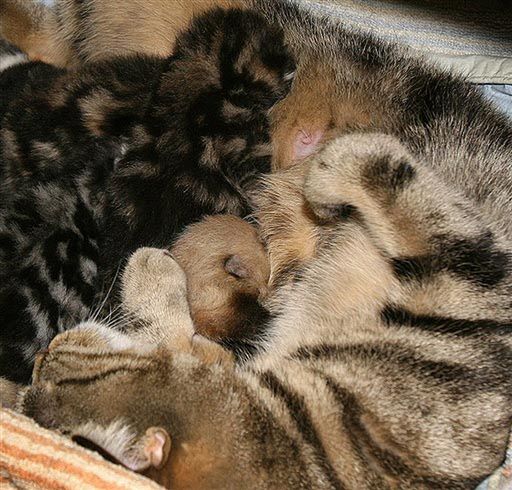 Kocia mama uratowała życie małej pandzie