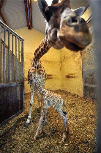 Nazwij żyrafę - konkurs wrocławskiego zoo