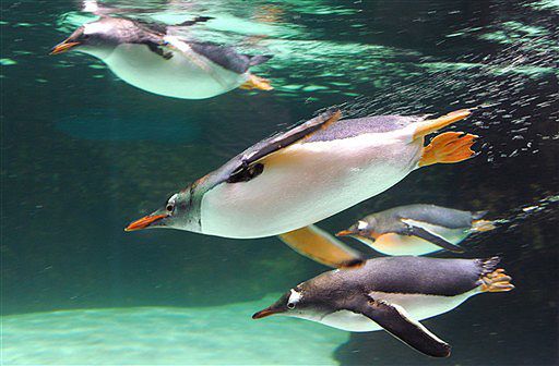 Homoseksualne pingwiny okazały się świetnymi rodzicami