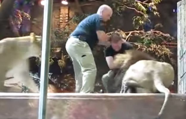 Opiekun w zoo został zaatakowany przez lwa. Do obrony mężczyzny rzuciła się... lwica! [WIDEO]