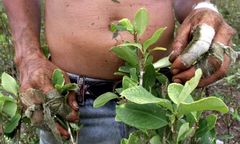 Ludzie żują liście koki od 8000 lat