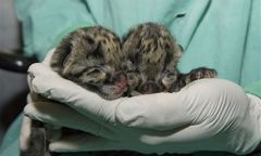 Dwa małe cuda w amerykańskim zoo