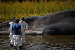 Martwy kaszalot na plaży. W żołądku wieloryba była 100-kilogramowa kula śmieci