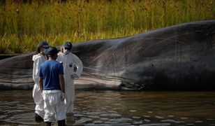 Martwy kaszalot na plaży. W żołądku wieloryba była 100-kilogramowa kula śmieci