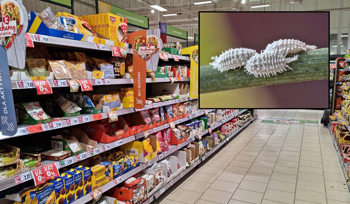 Ten barwnik z owadów jest niezwykle popularny w przemyśle spożywczym. W jakich produktach można go znaleźć?