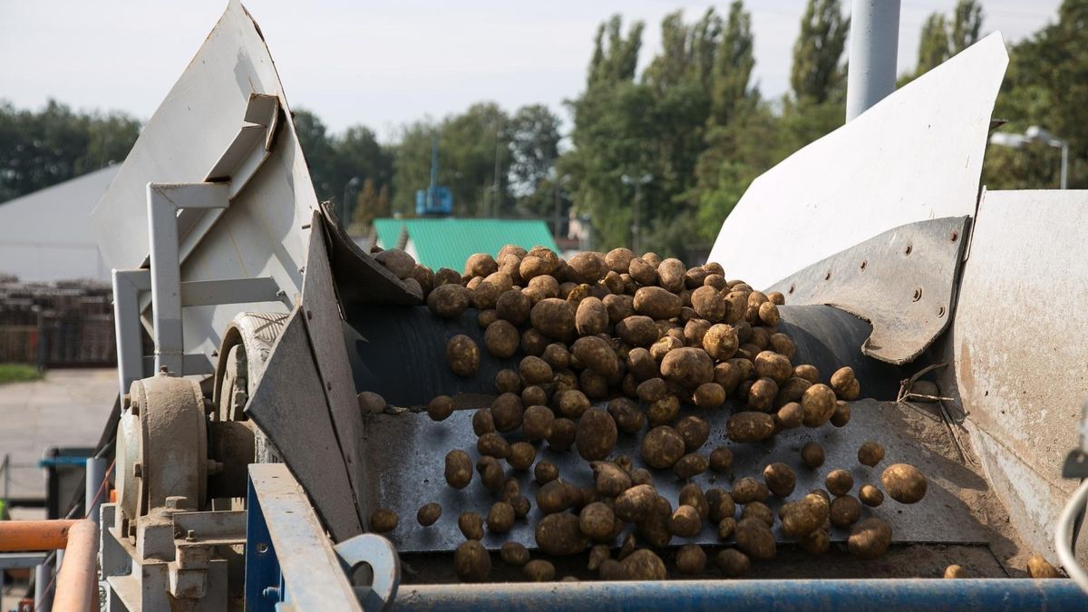 Już za dwa lata w Polsce uprawy kukurydzy mogą być wyższe niż ziemniaka.