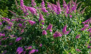 Nigdy nie sadź w ogrodzie. Ekspert ostrzega przed ryzykiem