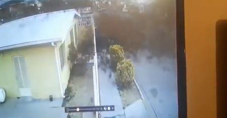 Setki martwych ptaków na ulicy. Przerażające nagranie z Meksyku