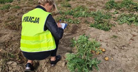 Kradną już nawet ziemniaki. 32-latek kopał je pod osłoną nocy