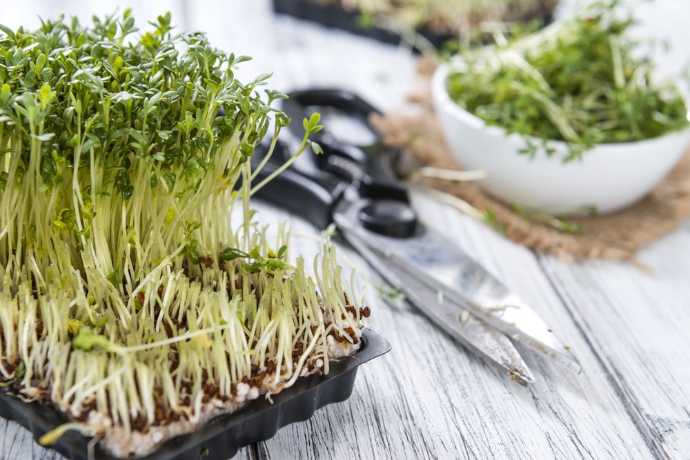 Rzeżucha - właściwości, uprawa, zastosowanie