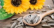 Słonecznik –  witaminy, minerały, kwasy tłuszczowe