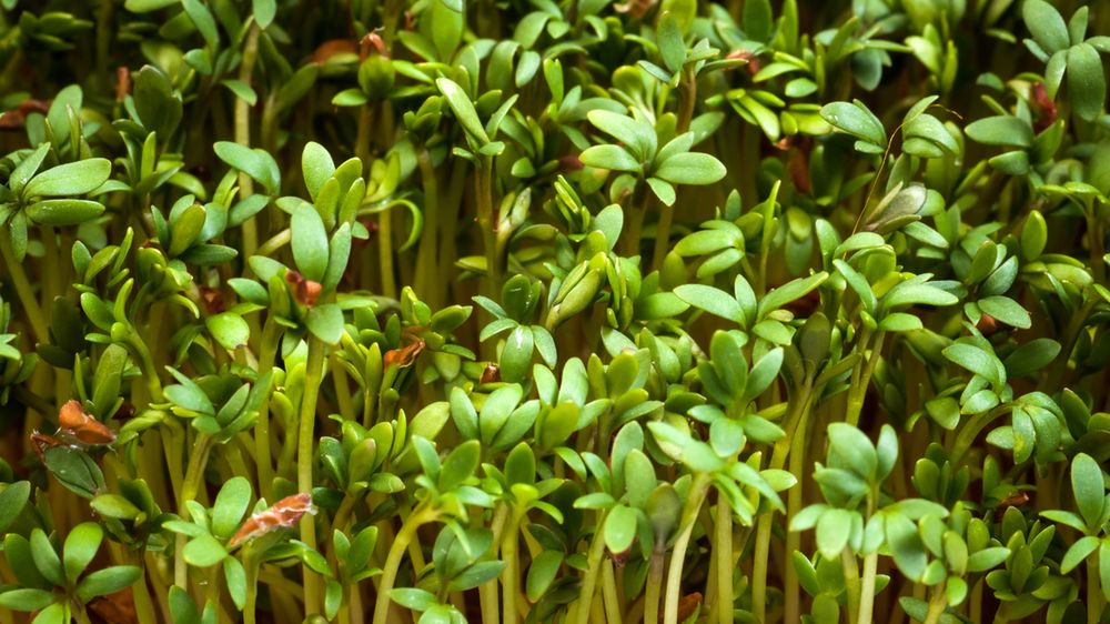 Gotowana rzeżucha bez dodatku soli, odsączona