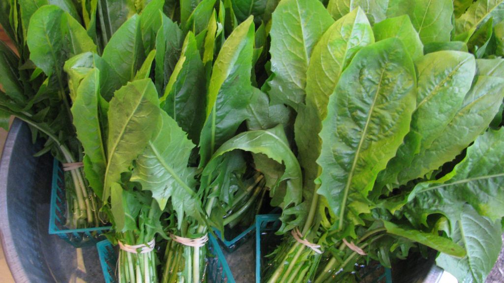 Surowe liście mniszka lekarskiego