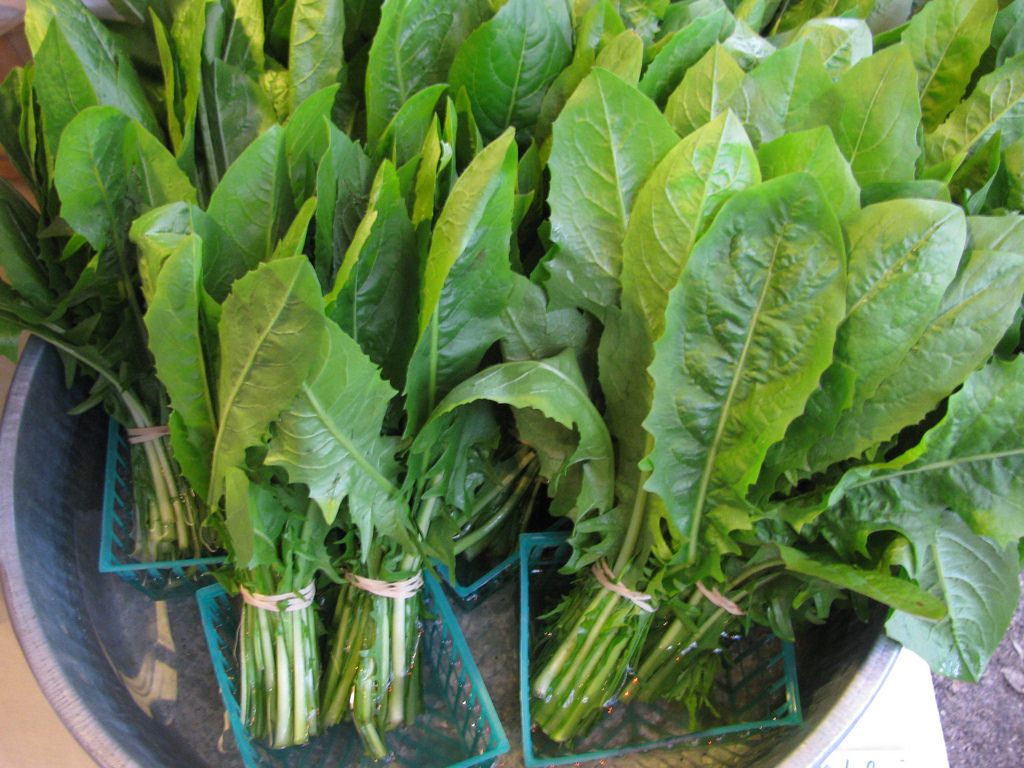 Surowe liście mniszka lekarskiego