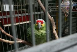 Awantura w legnickiej palmiarni. Aktywiści starli się z policjantami