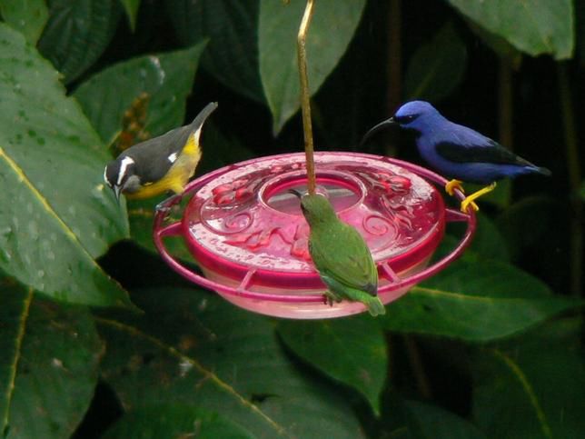 Śladami kolibrów na Trynidadzie. Wyjątkowe widowisko przygotowane przez naturę