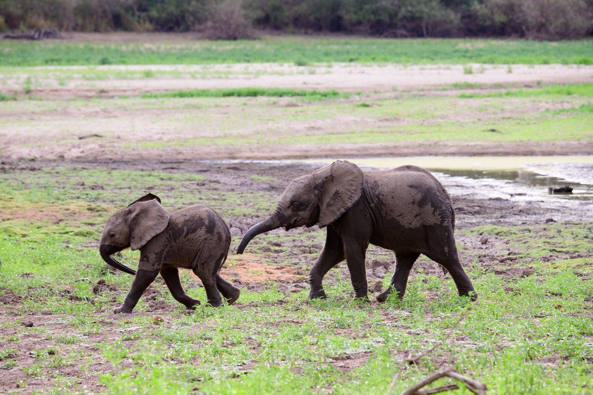 Bliźniacze słoniątka to prawdziwa rzadkość w świecie przyrody - zdjęcie ilustracyjne 