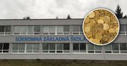 Dyrektorka fikcyjnie zatrudniła rodzinę. Zamiast pracować, byli na drugim końcu kraju