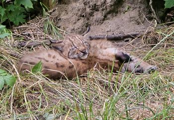 Nowi mieszkańcy Śląskiego Ogrodu Zoologicznego. "Wspaniała wiadomość"