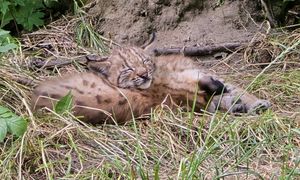 Nowi mieszkańcy Śląskiego Ogrodu Zoologicznego. "Wspaniała wiadomość"